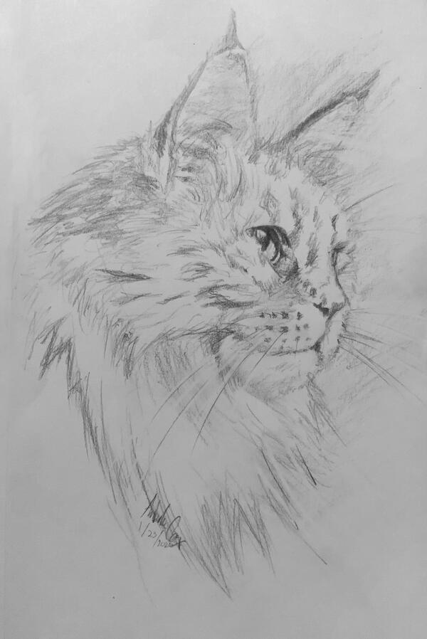 My Favorite cat from Spain: drawing